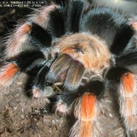 Brachypelma boehmei