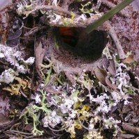 Ctenolophus trapdoor