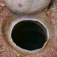 CA trapdoor burrow plug