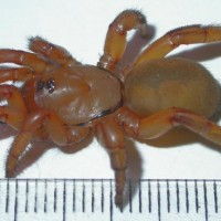 Ctenolophus