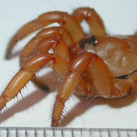 Ctenolophus