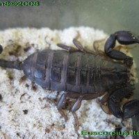 Euscorpius