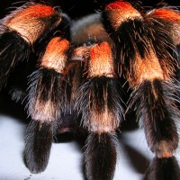 B. smithi close up