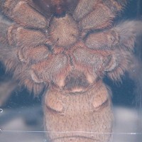 Aphonopelma seemani  Male or female?