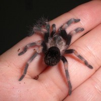 B. Smithi 2 inch