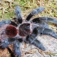 Grammostola Actaeon