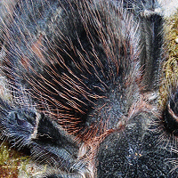 Lasiodora Parahybana 7"+ Female