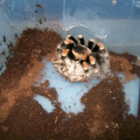 B. smithi with sac