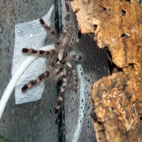 P.regalis