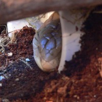 link my skink peaking out of his den