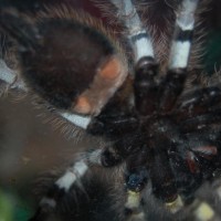 P.regalis