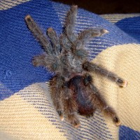 A. Avicularia