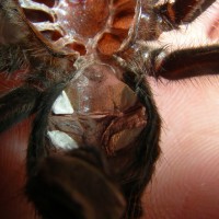 Theraphosa apophysis male or female