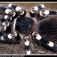 A geniculata