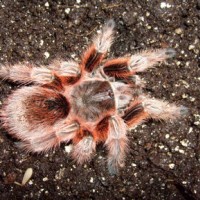 One of my RCF G. rosea - molted 4/20/08