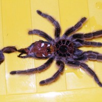 Grammostola rosea