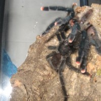 A. Avicularia's Mating