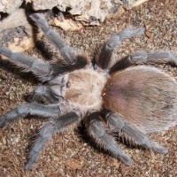 aphonopelma anax