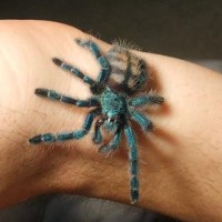 Avicularia Versicolor