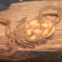 Centruroides Sculpturatus Arizona Bark Scorpion