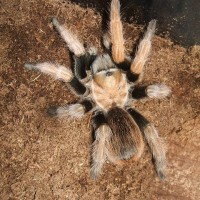 Brachypelma Boehmei