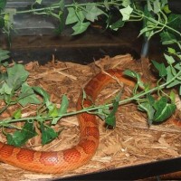 Corn Snake