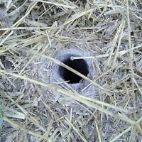 Pterinochilus junodi Hole