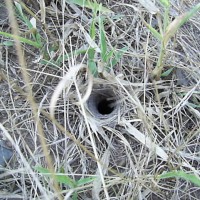 Pterinochilus junodi Hole