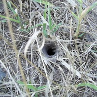 Pterinochilus junodi Hole