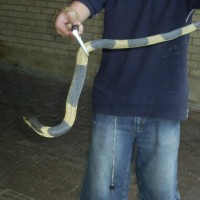 Banded snouted cobra