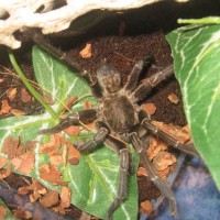 Mature Male Haplopelma Albostriatum