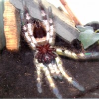 P. Regalis sex!