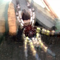 P. Regalis sex!