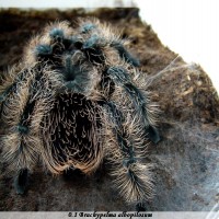 Brachypelma albopilosum - female