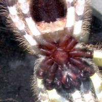 P. Regalis sex!