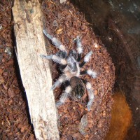 red knee tarantula