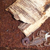 rusty thick tail scorpion