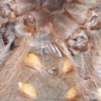 Nhandu C.  MALE OR FEMALE? HELP