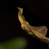Phyllocrania paradoxa