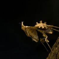 Idolomantis diabolica