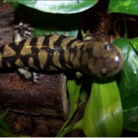 tiger salamander