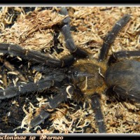 Lampropelma sp "Borneo"