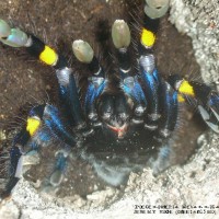 Poecilotheria metallica