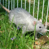 Rattie boy