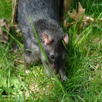 Rattie boy