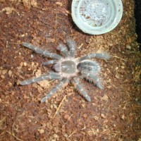 Grammostola aureostriata (Chaco Giant Golden)