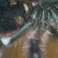 A. Versicolor