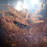 African Silver Brushfooted Trapdoor Spider