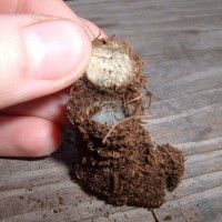 African Silver Brushfooted Trapdoor Spider burrow