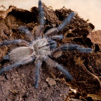 Monocentropus balfouri